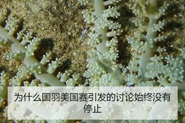 wei-shen-me-guo-yu-mei-guo-sai-yin-fa-de-tao-lun-shi-zhong-mei-you-ting-zhi-2-300.jpg